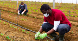 Gardeners working socially distanced